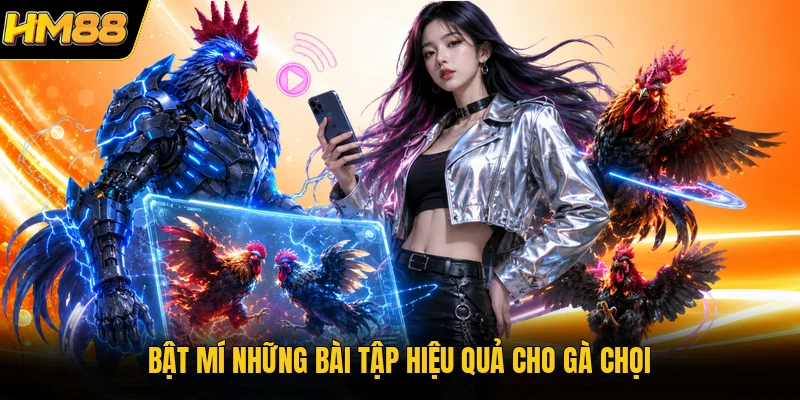 Bật mí những bài tập hiệu quả cho gà chọi