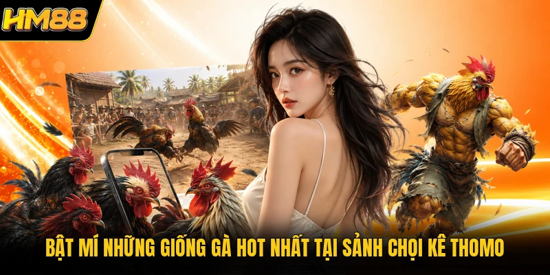 Đá Gà Thomo HM88 | Xem Trực Tiếp Các Trận Chọi Kê Campuchia Bật mí những giống gà hot nhất tại sảnh chọi kê Thomo