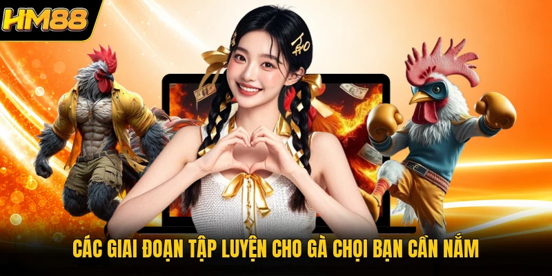 Các giai đoạn tập luyện cho gà chọi bạn cần nắm