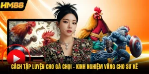 Cách Tập Luyện Cho Gà Chọi | Kinh Nghiệm Vàng Cho Sư Kê